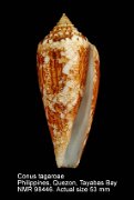 Conus tagaroae (3)